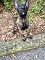Green Collar Female, a female Belgian Malinois for sale in Stephenson, VA – 5 of 10