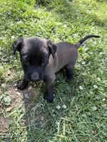 (Jasmine) Teal Female, a female Belgian Malinois for sale in Stephenson, VA – 3 of 7