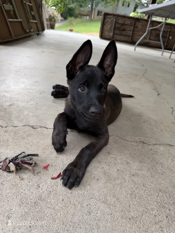 Teal Collar Female – Belgian Malinois puppy for sale in Stephenson, VA