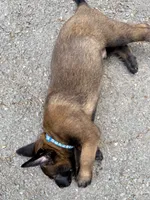Male Belgian Malinois Puppy (Blue Collar), a female Belgian Malinois for sale in Stephenson, VA – 5 of 5