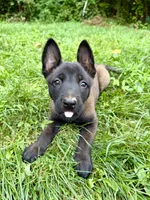 Female Belgian Malinois Puppy (Yellow Collar), a female Belgian Malinois for sale in Stephenson, VA – 3 of 5