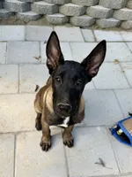 Orange Collar Male, a male Belgian Malinois for sale in Stephenson, VA – 2 of 10