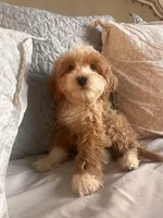 Tanner, a male Cavapoo for sale in San Diego, CA – Photo 1 of 3