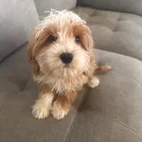 Tanner, a male Cavapoo for sale in San Diego, CA – Photo 3 of 3