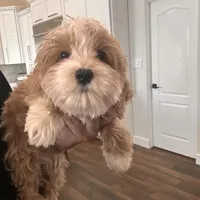 Tanner, a male Cavapoo for sale in San Diego, CA – Photo 2 of 3