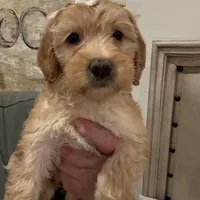 Lilly, a female Miniature Goldendoodle and Miniature Labradoodle for sale in San Diego, CA – Photo 1 of 2