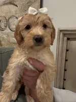 Lilly, a female Miniature Goldendoodle and Miniature Labradoodle for sale in San Diego, CA – Photo 1 of 2