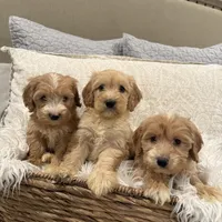 Cole, a male Miniature Goldendoodle and Miniature Labradoodle for sale in San Diego, CA – Photo 1 of 2