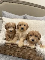Cole, a male Miniature Goldendoodle and Miniature Labradoodle for sale in San Diego, CA – Photo 1 of 2