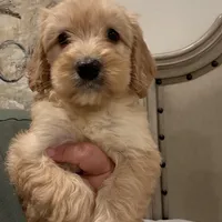 Cole, a male Miniature Goldendoodle and Miniature Labradoodle for sale in San Diego, CA – Photo 2 of 2