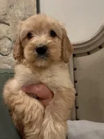 Cole, a male Miniature Goldendoodle and Miniature Labradoodle for sale in San Diego, CA – Photo 2 of 2