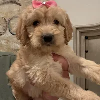 Daisy, a female Miniature Goldendoodle for sale in San Diego, CA – Photo 1 of 2