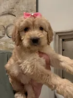 Daisy, a female Miniature Goldendoodle for sale in San Diego, CA – Photo 1 of 2
