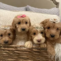 Maggie, a female Miniature Goldendoodle and Miniature Labradoodle for sale in San Diego, CA – Photo 2 of 2