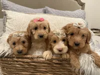 Maggie, a female Miniature Goldendoodle and Miniature Labradoodle for sale in San Diego, CA – Photo 2 of 2
