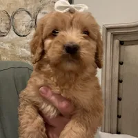 Maggie, a female Miniature Goldendoodle and Miniature Labradoodle for sale in San Diego, CA – Photo 1 of 2