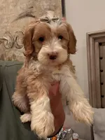 Bella, a female Miniature Goldendoodle and Miniature Labradoodle for sale in San Diego, CA – Photo 1 of 2
