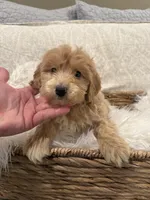 Bruno, a male Miniature Goldendoodle and Miniature Labradoodle for sale in San Diego, CA – Photo 2 of 2