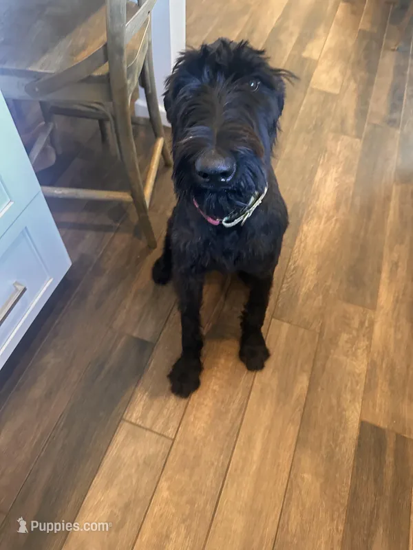 Nina 1yr old trained