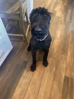 Nina 1yr old trained, a female Giant Schnauzer for sale in San Diego, CA – Photo 1 of 5