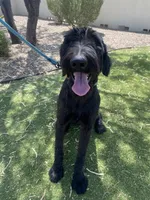 Nina 1yr old trained, a female Giant Schnauzer for sale in San Diego, CA – Photo 4 of 5