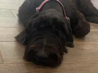 Nina 1yr old trained, a female Giant Schnauzer for sale in San Diego, CA – Photo 3 of 5