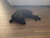 Nina 1yr old trained, a female Giant Schnauzer for sale in San Diego, CA – Photo 5 of 5