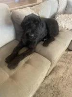 Nina 1yr old trained, a female Giant Schnauzer for sale in San Diego, CA – Photo 2 of 5