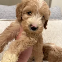 Tate, a male Miniature Goldendoodle and Miniature Labradoodle for sale in San Diego, CA – Photo 1 of 2