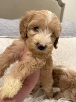 Tate, a male Miniature Goldendoodle and Miniature Labradoodle for sale in San Diego, CA – Photo 1 of 2