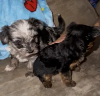 Beverly, a female Yorkshire Terrier for sale in Federal Way, WA – 2 of 3