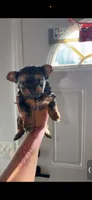 Beverly, a female Yorkshire Terrier for sale in Federal Way, WA – 3 of 3