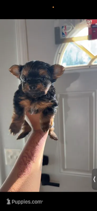 Beverly – Yorkshire Terrier puppy for sale in Federal Way, WA