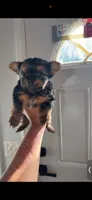 Beverly, a female Yorkshire Terrier for sale in Federal Way, WA – 1 of 3