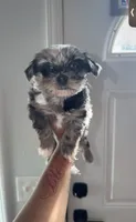 Braxton, a male Yorkshire Terrier for sale in Federal Way, WA – 2 of 2