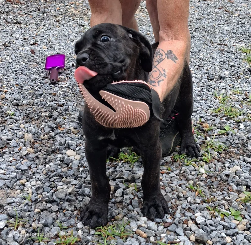 Bella – Cane Corso puppy for sale in Morgantown, PA