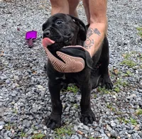 Bella, a female Cane Corso for sale in Morgantown, PA – 1 of 2