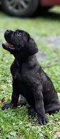 Bella, a female Cane Corso for sale in Morgantown, PA – 2 of 2