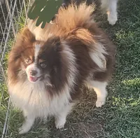 Hershey - NEUTERED, a male Pomeranian for sale in Burleson, TX – 2 of 4