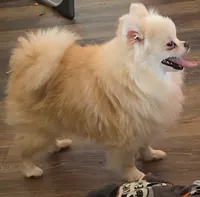 Dove - SPAYED, a female Pomeranian for sale in Burleson, TX – 3 of 4