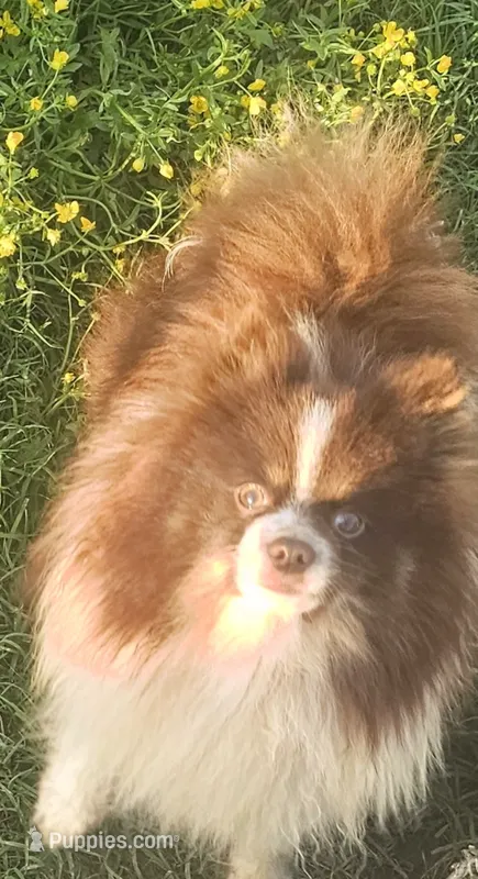 Hershey - NEUTERED – Pomeranian puppy for sale in Burleson, TX