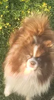 Hershey - NEUTERED, a male Pomeranian for sale in Burleson, TX – 1 of 4