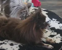 Primrose - SPAYED, a female Pomeranian for sale in Burleson, TX – 2 of 2