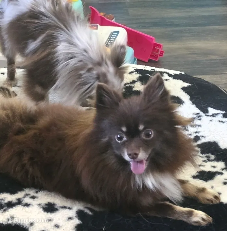 Primrose - SPAYED – Pomeranian puppy for sale in Burleson, TX