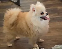 Dove - SPAYED, a female Pomeranian for sale in Burleson, TX – 1 of 4