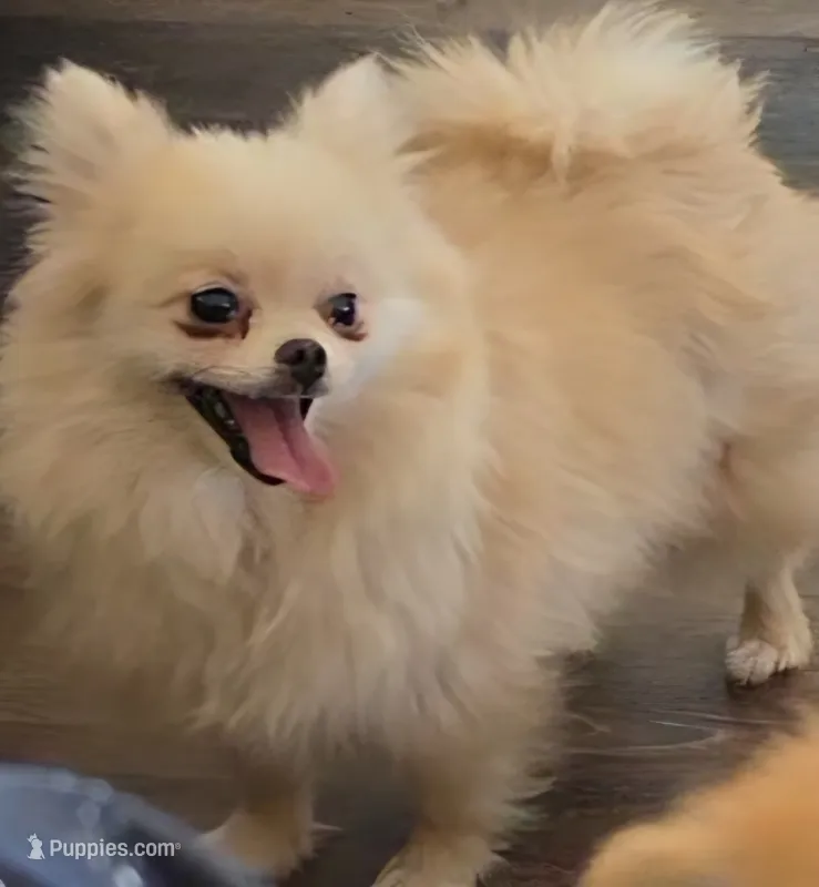 Dove - SPAYED – Pomeranian puppy for sale in Burleson, TX