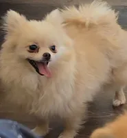 Dove - SPAYED, a female Pomeranian for sale in Burleson, TX – 2 of 4