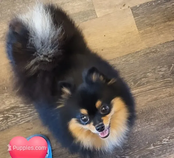 Jaklynn SPAYED – Pomeranian puppy for sale in Burleson, TX