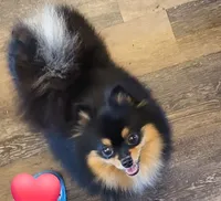 Jaklynn SPAYED, a female Pomeranian for sale in Burleson, TX – 1 of 3