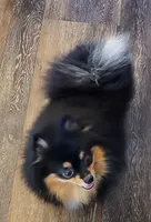 Jaklynn SPAYED, a female Pomeranian for sale in Burleson, TX – 2 of 3